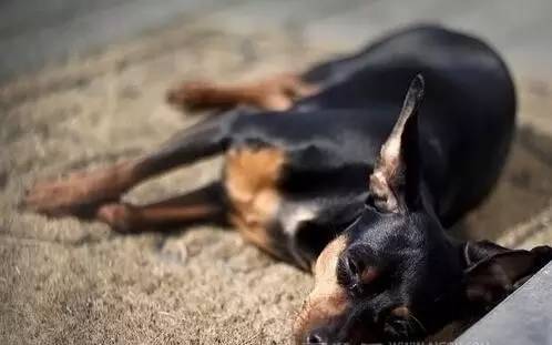 宠物知识狗狗常见中毒,狗狗宠物医疗常识100个