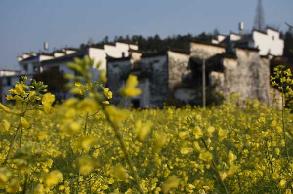 春天去婺源5天自驾游攻略,追随春的脚步
