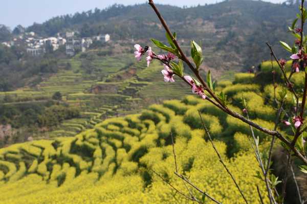 春天去婺源5天自驾游攻略,追随春的脚步