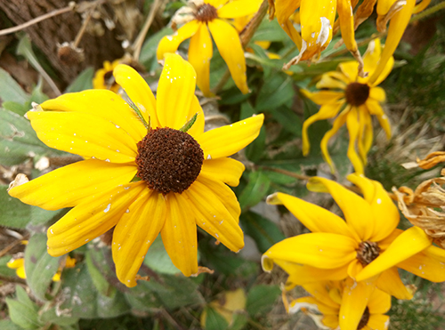 千元机魅蓝note5,360n4和红米