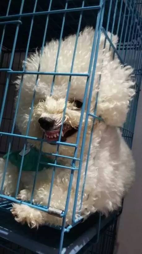 大金毛是真正的暖男,大金毛不愧是大暖男