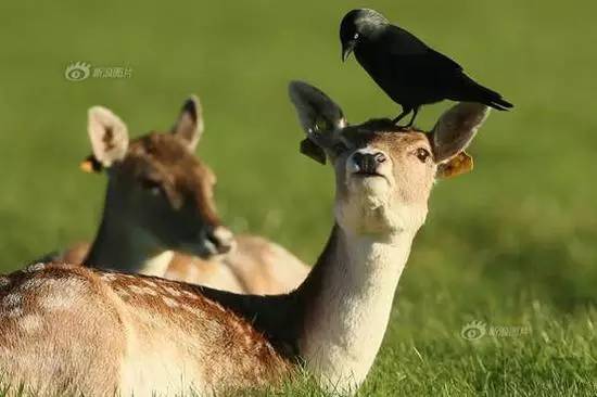 苹果反人类交互,苹果反人类操作