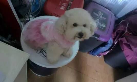 大金毛是真正的暖男,大金毛不愧是大暖男