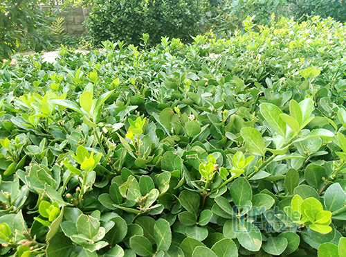 千元机魅蓝note5,360n4和红米