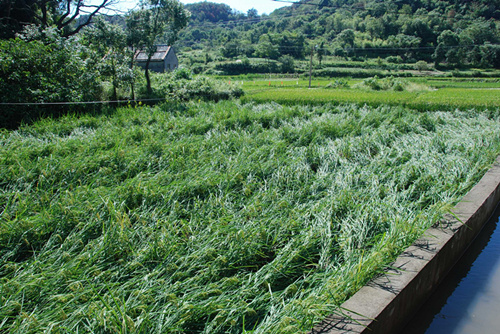水稻倒伏怎么防止发芽,水稻倒伏了怎么办