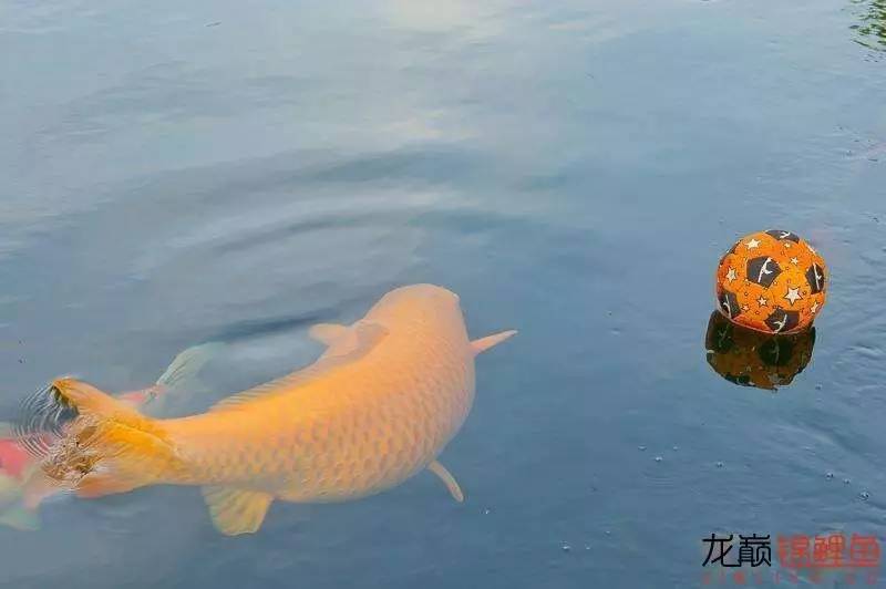 锦鲤饲料的成分,锦鲤饲料营养成分怎么看