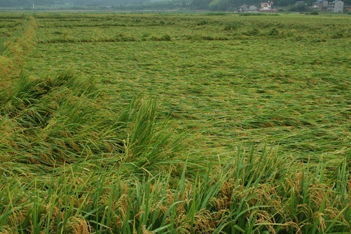 水稻倒伏怎么防止发芽,水稻倒伏了怎么办