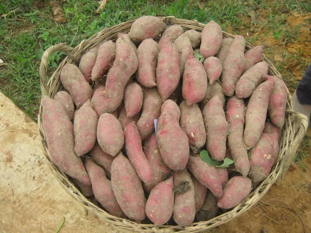 最新清理肠道的健康小妙招,健康清宿便的方法