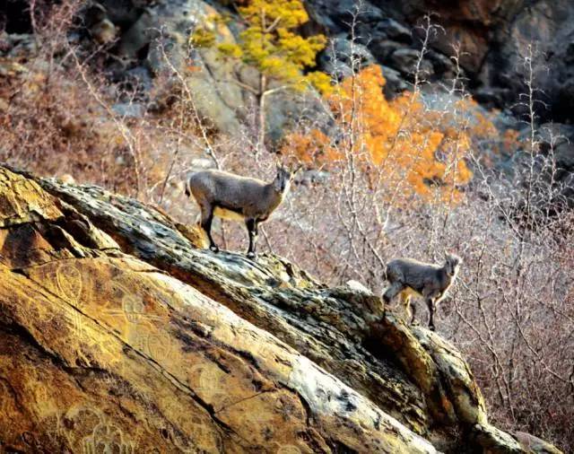 鏄庢槦鐜拌韩閾跺窛,鏄庢槦绌洪檷閾跺窛