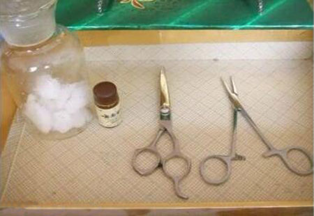 泰迪断尾对狗有好处吗,断尾和不断尾灰泰迪