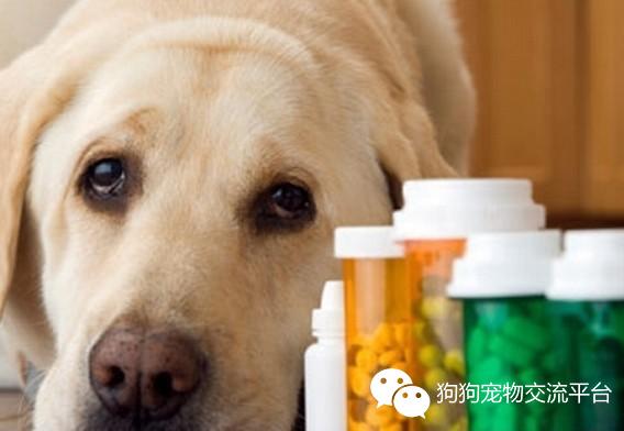 狗狗咳嗽了怎么快速有效的治疗,狗狗咳嗽精彩视频