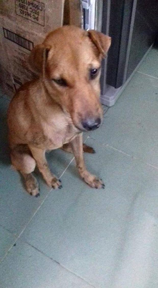 当自己的狗狗走丢了一年后回来,狗狗走丢发现被人关起来绝食