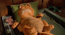 就让加菲毁掉你的中秋吧喵哈哈哈