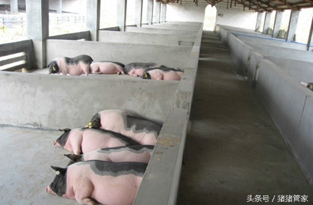 育肥猪磨牙怎么回事,猪磨牙是什么前兆