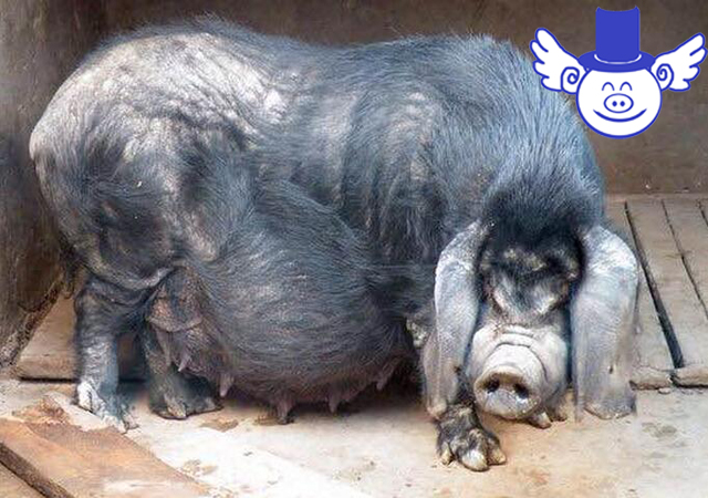 秋季养猪一不谨慎就猪财两空，关注这四点可帮母猪秋季安胎！