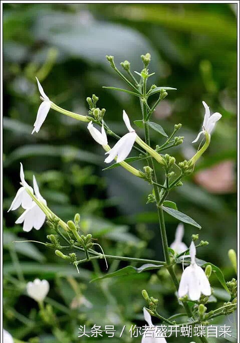 神奇的白鹤灵芝草