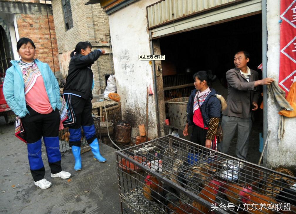 养鸡人不得不知的卖鸡技巧,养鸡如何解决销路