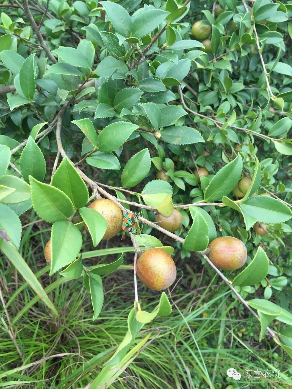 既可以食用又可以药用的植物,可食用又可用的食品