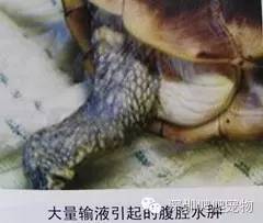 龟水肿的治疗方法,龟水肿是什么症状