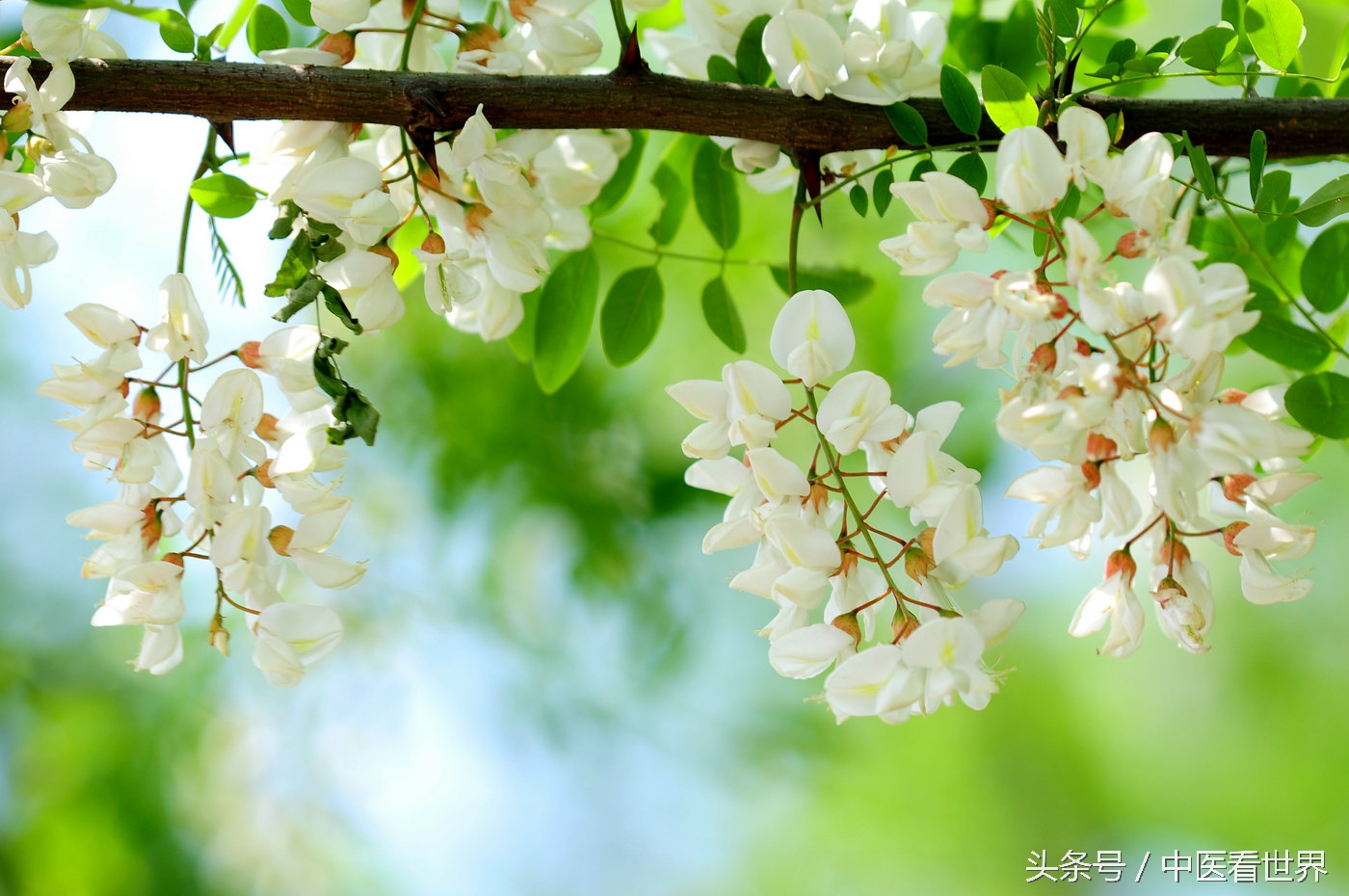 什么米糊既养胃又乌发,降脂杂粮米