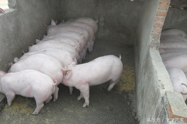 育肥猪磨牙怎么回事,猪磨牙是什么前兆