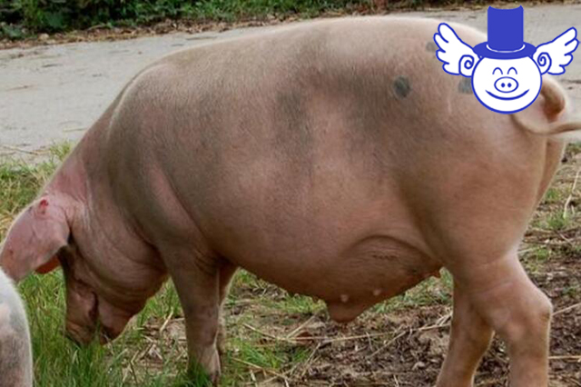 秋季养猪一不谨慎就猪财两空，关注这四点可帮母猪秋季安胎！