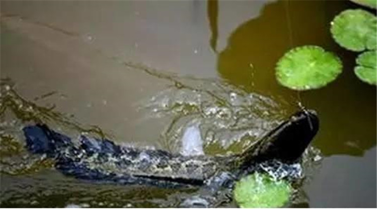 从黑鱼的习性中——寻找垂钓用饵技巧！