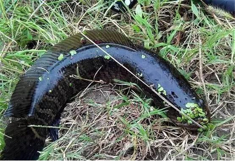 从黑鱼的习性中——寻找垂钓用饵技巧！