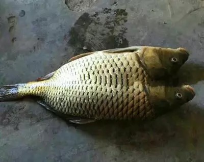 不谨慎被自家的狗狗咬了一口,不谨慎被狗狗咬手