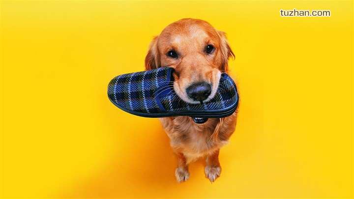 不谨慎被自家的狗狗咬了一口,不谨慎被狗狗咬手