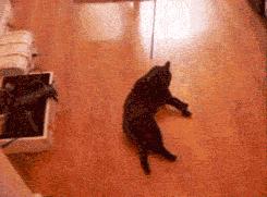 喵星人是怎么变胖的,喵星人减肥很焦急