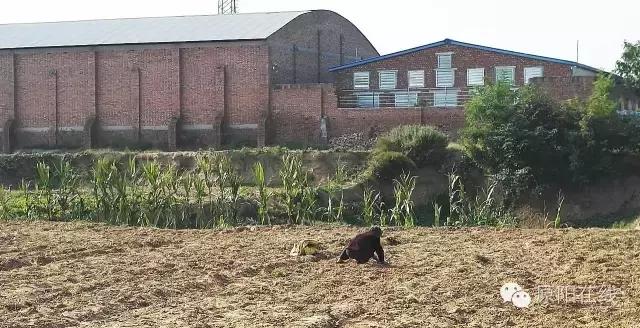 来原阳锄落生、梆玉蜀黍吧！