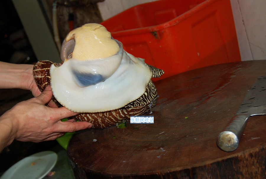 红螺也叫椰子涡螺，潮州旧志称其“壳红肉劲”，很考较厨师的工夫