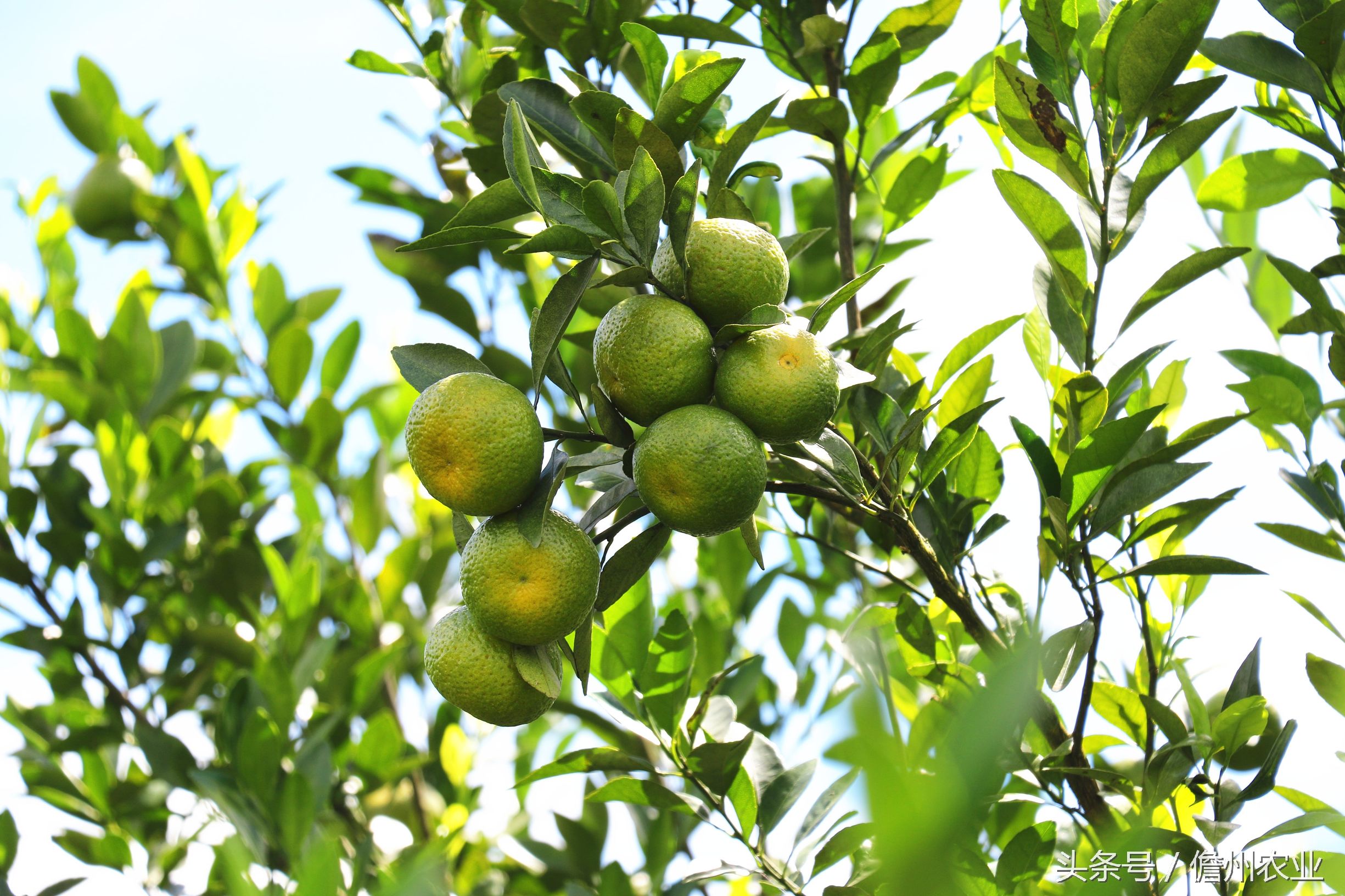 蜜桔现在能种么,由良蜜桔好种吗