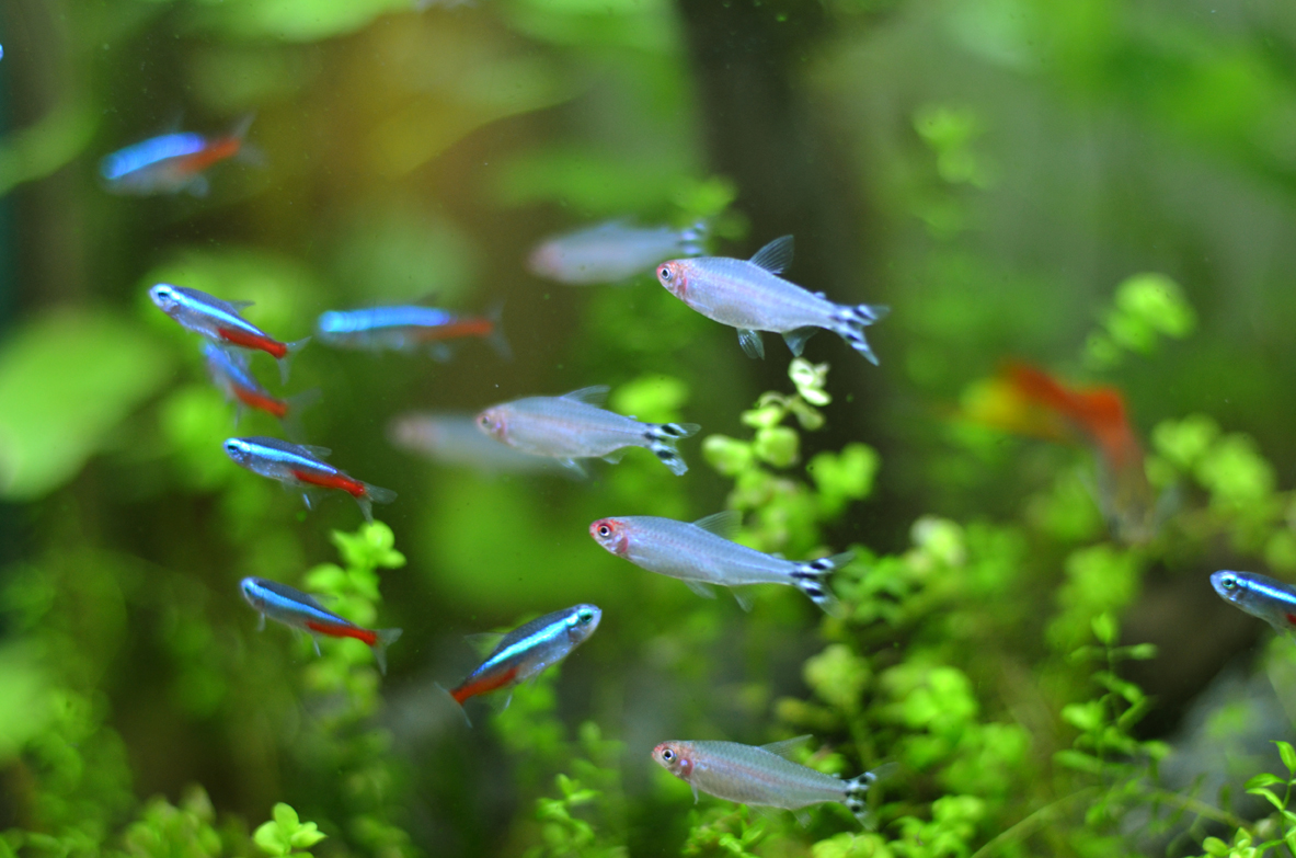 红绿灯鱼养殖方法和关注事项,海水观赏鱼皇后神仙适合新手吗