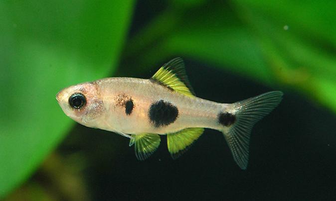 红绿灯鱼养殖方法和关注事项,海水观赏鱼皇后神仙适合新手吗