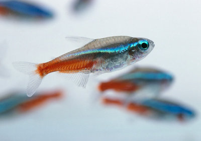 红绿灯鱼养殖方法和关注事项,海水观赏鱼皇后神仙适合新手吗