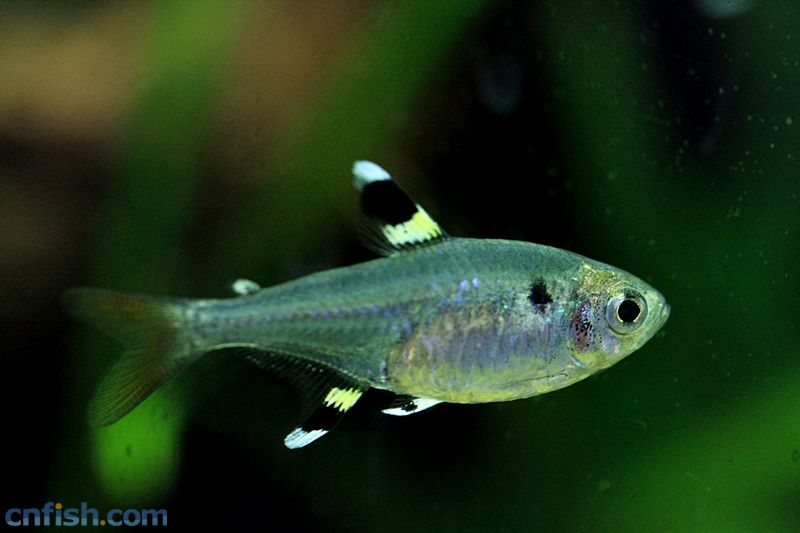 红绿灯鱼养殖方法和关注事项,海水观赏鱼皇后神仙适合新手吗