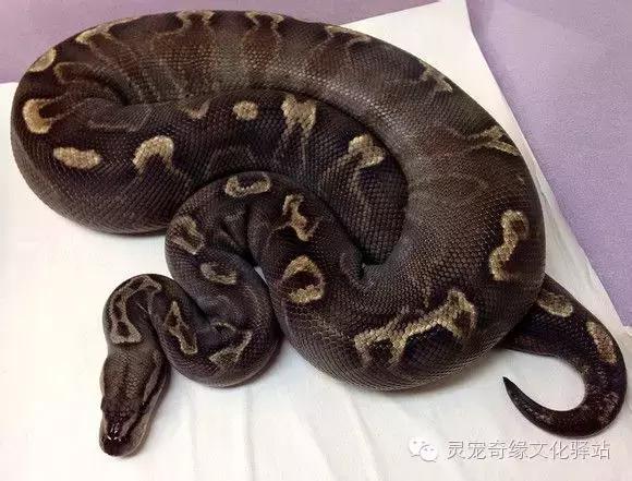 球蟒基因图鉴入门,变异球蟒图鉴