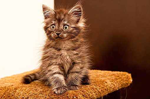 “盆景猫”这种虐猫网站为什么关不掉？！