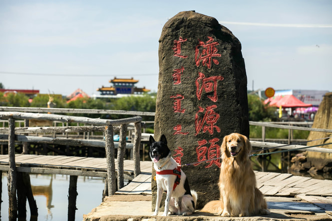 国庆带狗狗适合去哪玩,国庆狗狗出去浪