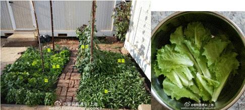 南苏丹维和故事：拯救“总指挥”“鸡毛信”营地捣乱的狒狒