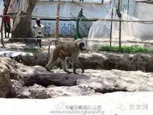 南苏丹维和故事：拯救“总指挥”“鸡毛信”营地捣乱的狒狒