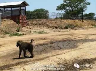 南苏丹维和故事：拯救“总指挥”“鸡毛信”营地捣乱的狒狒