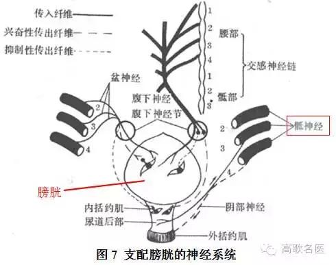 脊髓栓系综合征大小便失禁,脊髓栓系手术后如何恢复走路