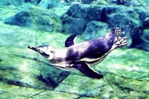 西安国庆大唐不夜城有什么节目,西安国庆有什么玩的