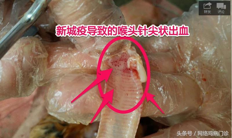 出诊记录之麻鸡再现新城疫流感混感