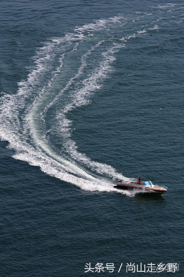 这座没有居民的小岛，是海鸥的王国，为何却叫海驴岛？