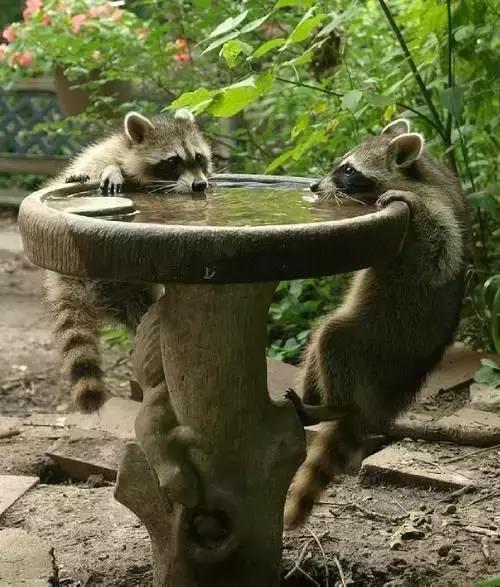 萌宠小浣熊,可爱的小浣熊图片