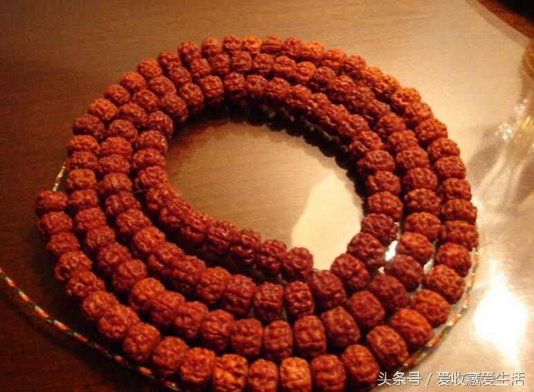 小金刚菩提深度清理方法,小金刚菩提清理不干净